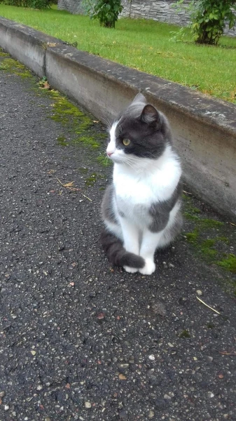 Пансионатский  котик