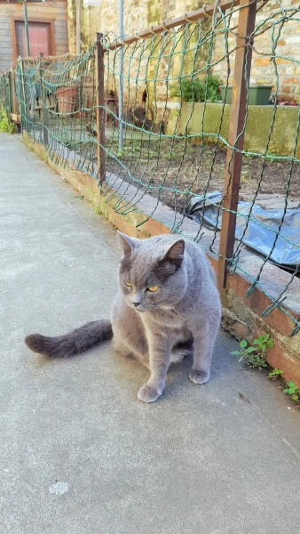 Муранский кот