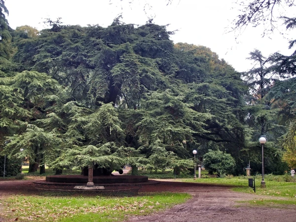 Реджо.  Parco del Popolo. Гигантский ливанский кедр