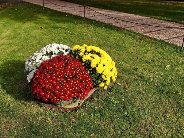 И снова хризантемы...