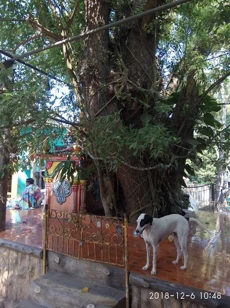 Джус центр в Чапоре - Jai Ganesh Fruit Juice Centre- возле джус центра
