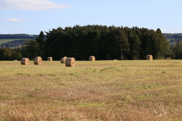 Дорога