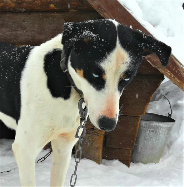 Хаски
