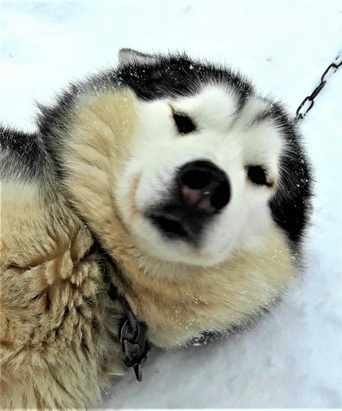 Хаски