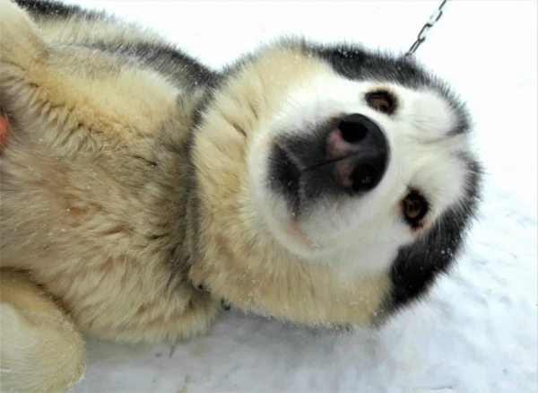 Хаски