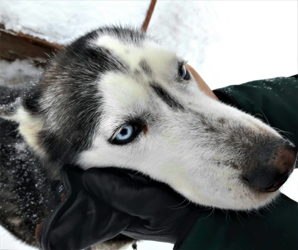 Хаски