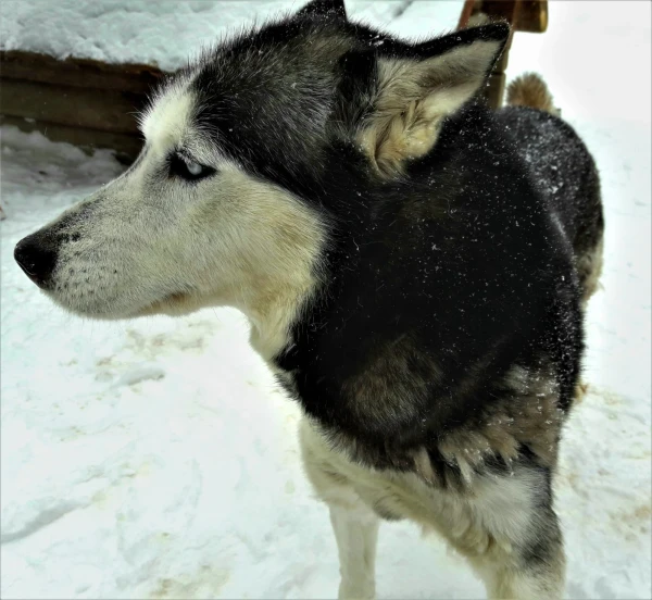 Хаски