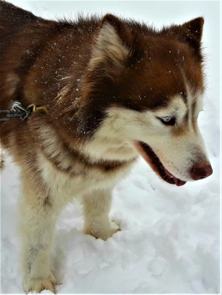 Хаски