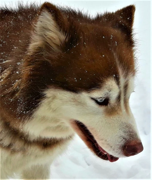 Хаски