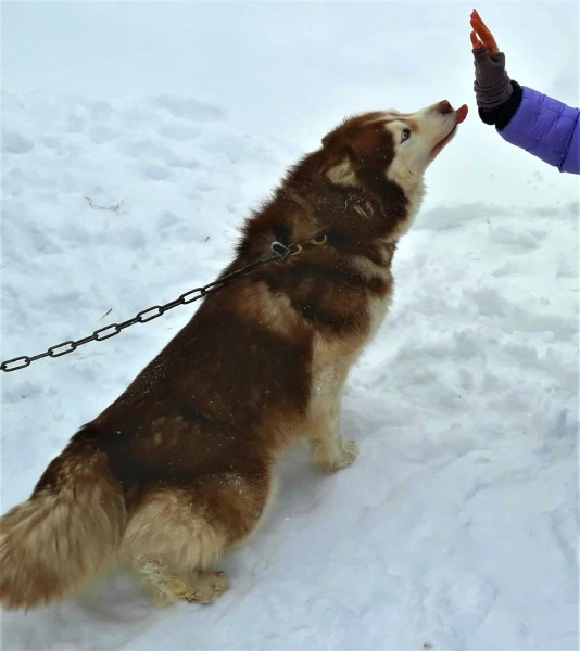 Хаски