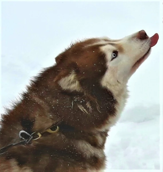 Хаски