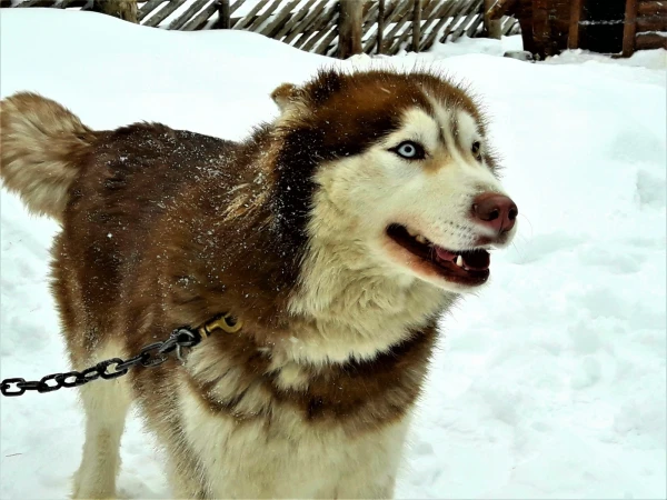 Хаски
