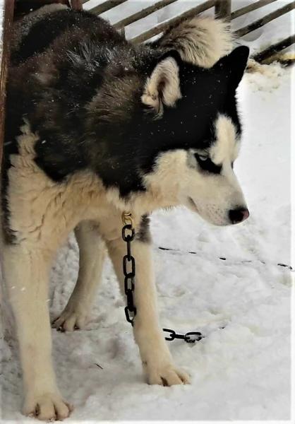 Хаски