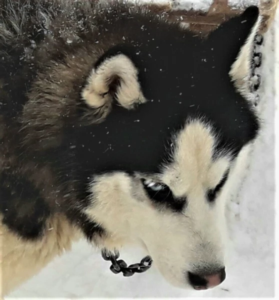 Хаски