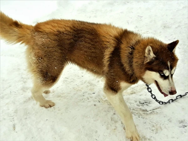 Хаски
