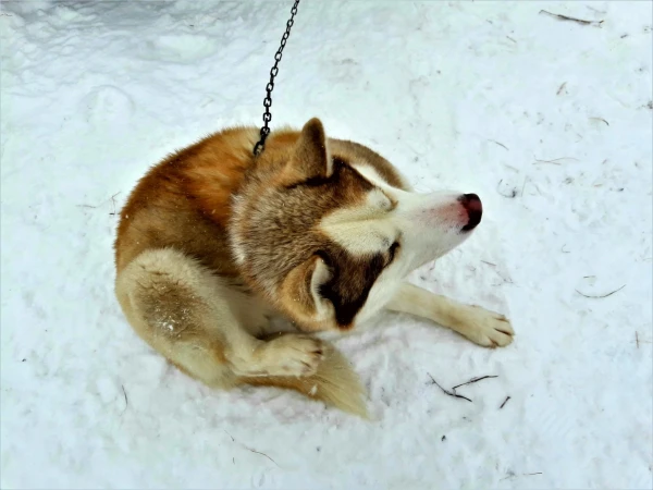 Хаски