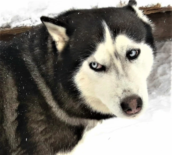 Хаски