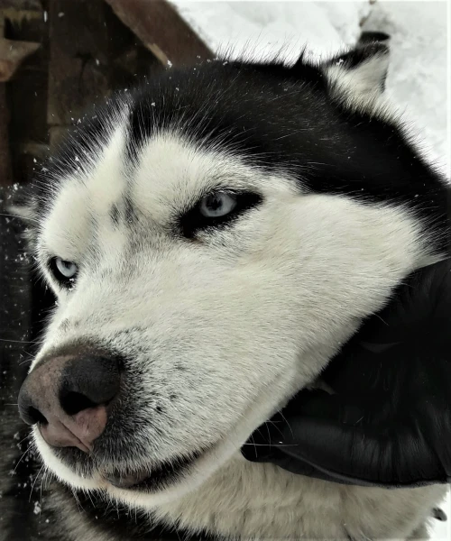 Хаски