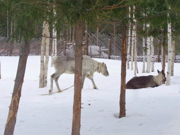 Питомник северных оленей
