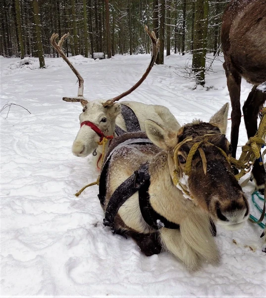 Мы поедем, мы помчимся на оленях...