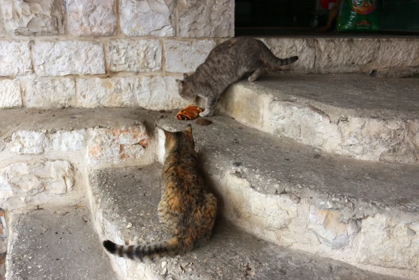 Кошки в кафе
