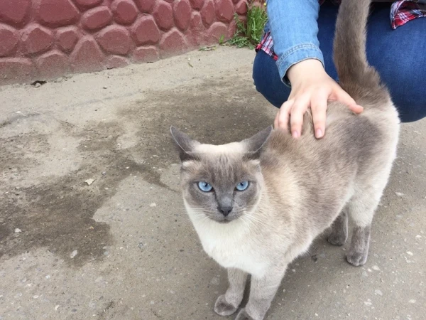 Вот такая местная шуяночка :)