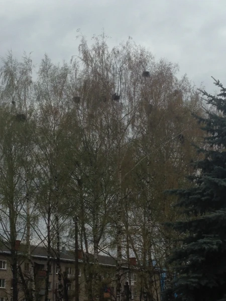 Вороньи гнёзда