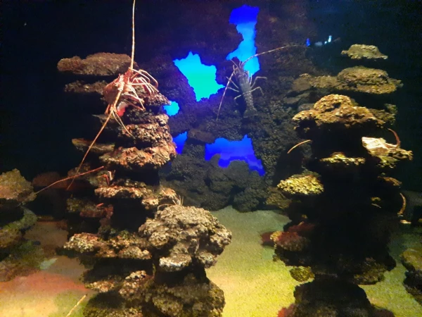 В океанариуме Аквариума Пальма-де-Майорка