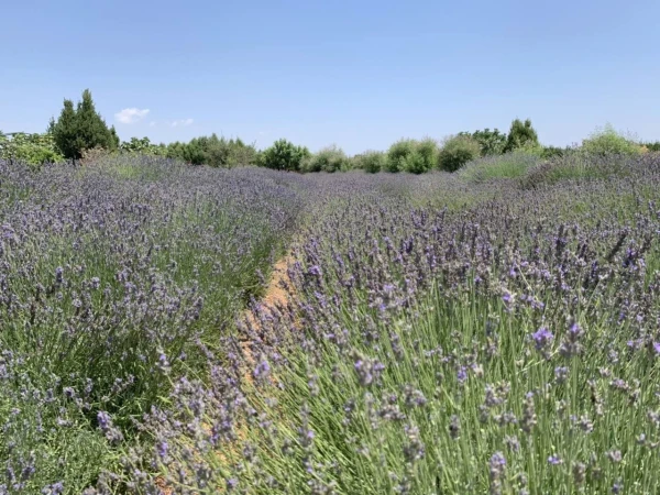 Cyherbia botanical park