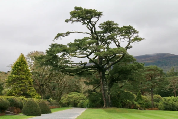 Muckross House