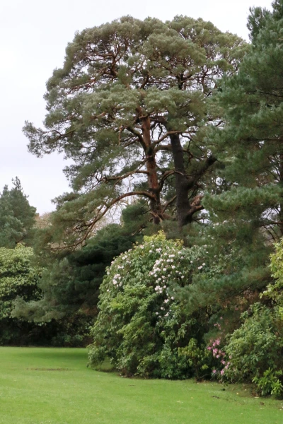 Muckross House