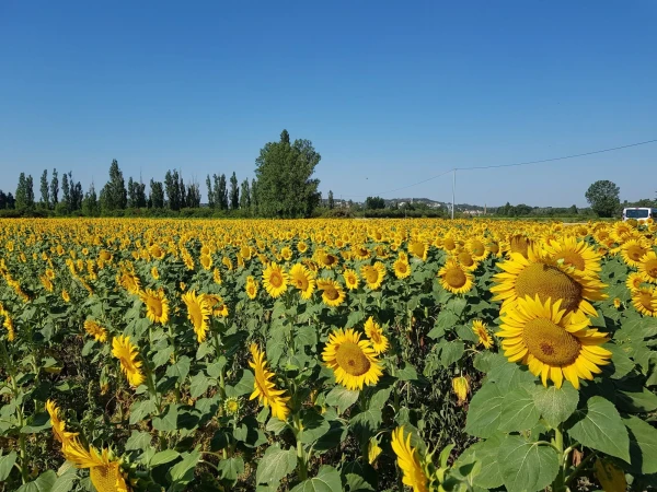плоскогорье Sault - не только лаванда