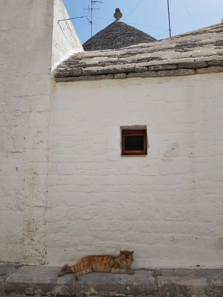 Котяра!