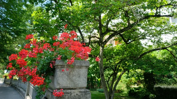 Прогулки по Набережной цветов (Quai des Fleurs)