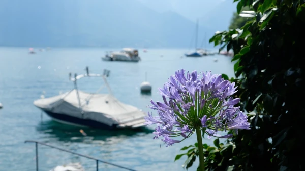 Прогулки по Набережной цветов (Quai des Fleurs)