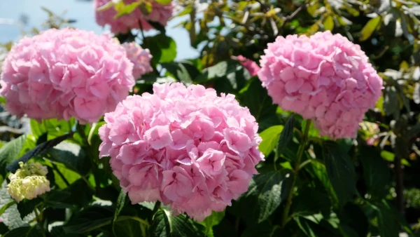 Прогулки по Набережной цветов (Quai des Fleurs). Гортензии!