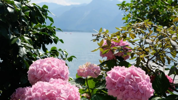 Прогулки по Набережной цветов (Quai des Fleurs)