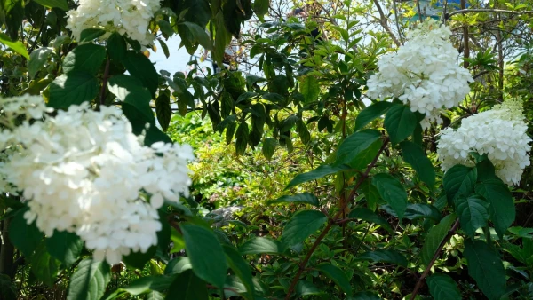 Прогулки по Набережной цветов (Quai des Fleurs)