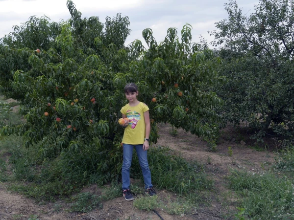 Девочка и персики. Причем персики больше не вмещаются в девочку