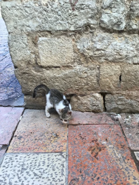 Кошки Котора