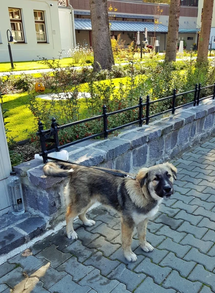 Собак в Румынии любят, холят и лелеют!