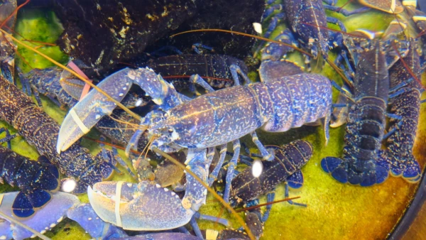 Морепродукты. Пока еще живые)