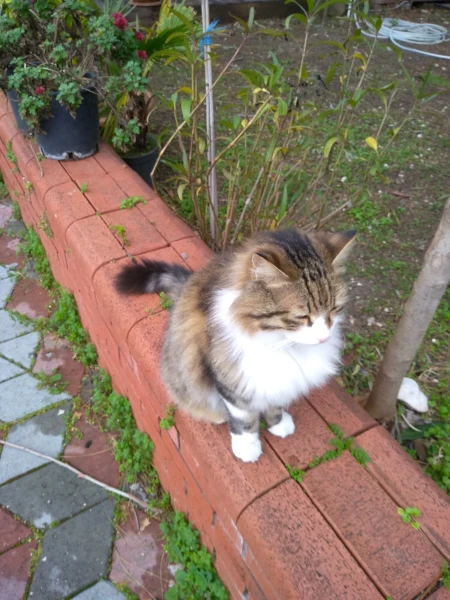 Котики