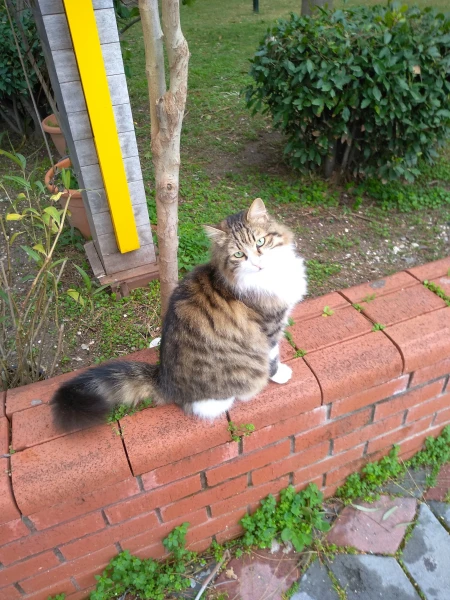 Котики