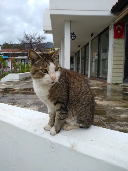 Котики