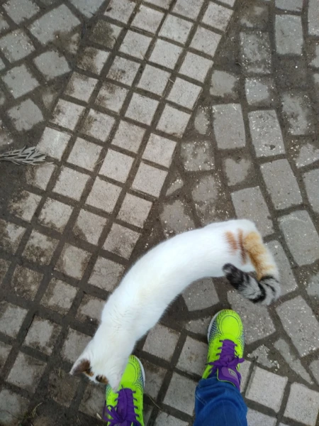 Котики