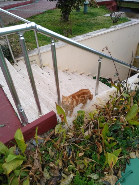 Котики