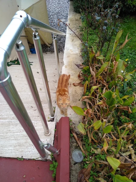 Котики
