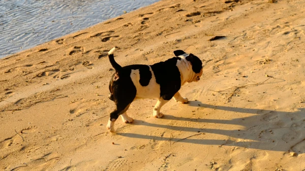 Пляж Сайри Бич (Sairee Beach)