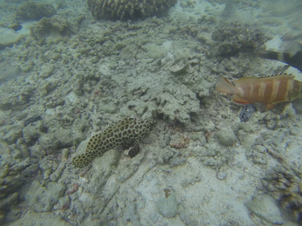 Подводный мир Ко Тау. Каменный окунь (Hexagon Grouper)